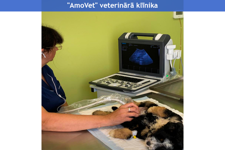 "Amovet" veterinārā klīnika